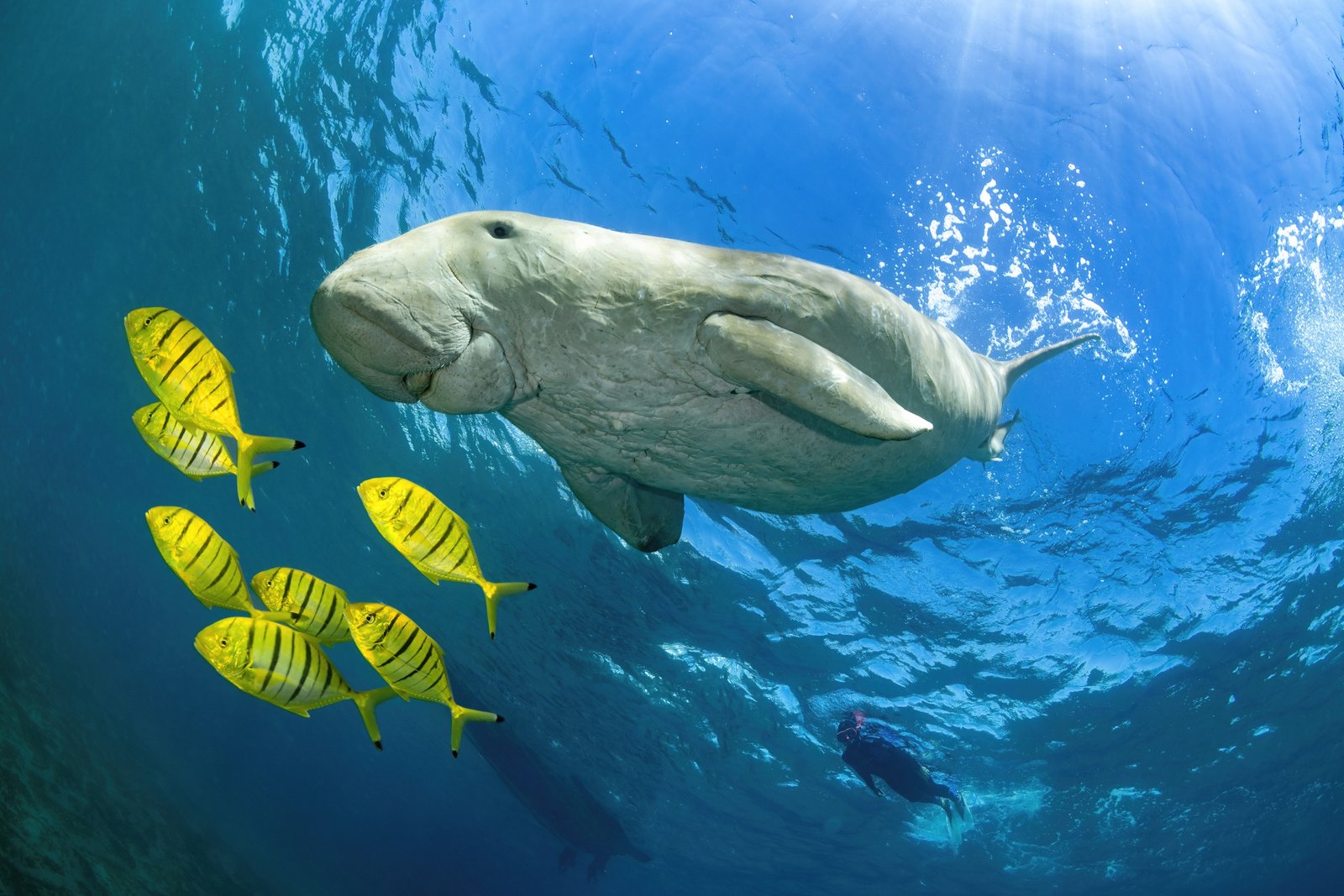 Abu Dabbab Turtle Snorkeling Tour