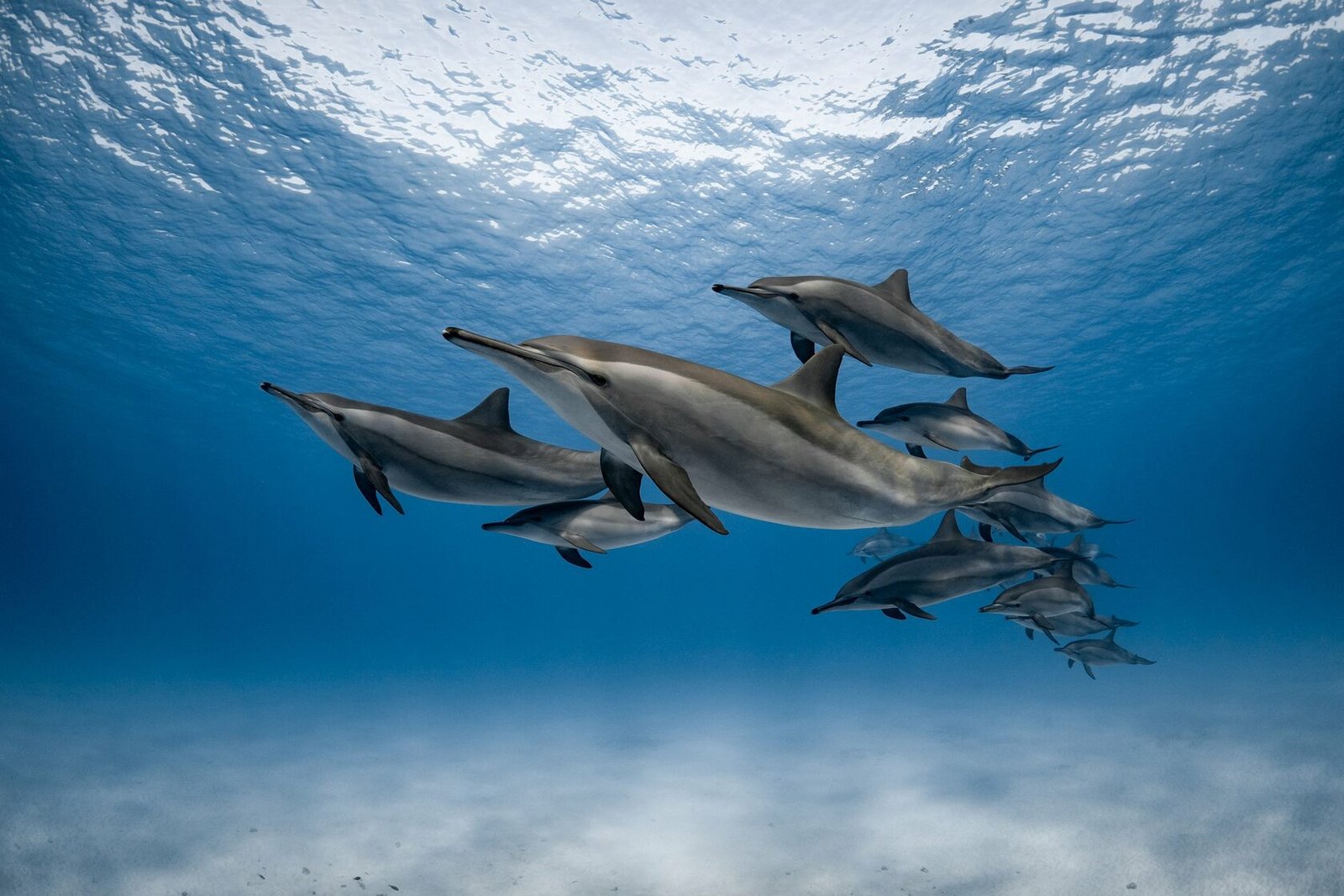 Dolphin House Hurghada