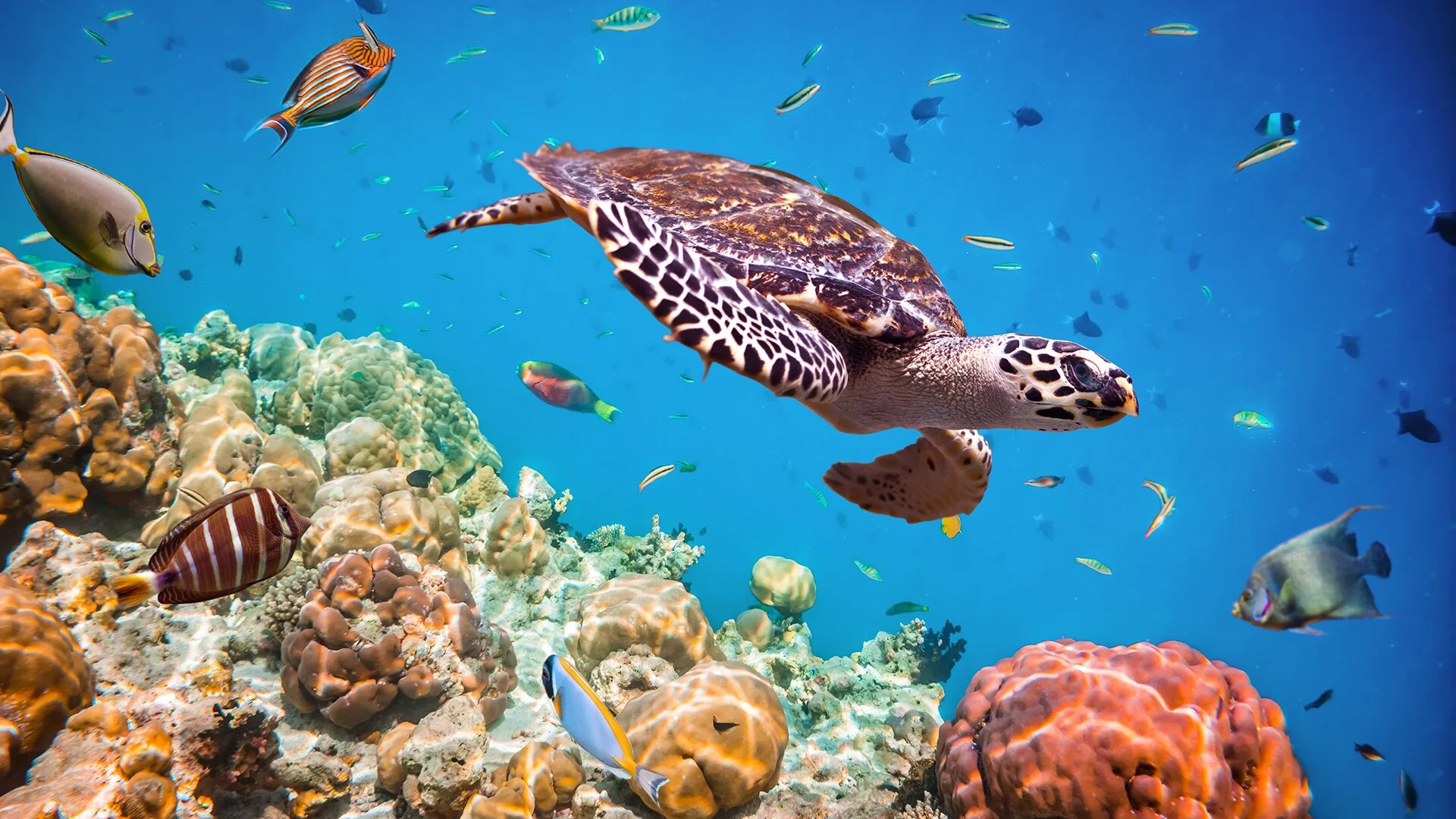 Sharm El Naga Snorkeling Trip from Hurghada