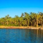 Palm grove by the water in an Egyptian oasis