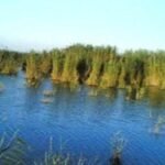 Lake and reeds in the Fayoum oasis